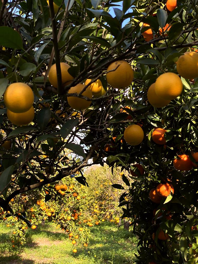 Close-up of a citrus tree full of fruit