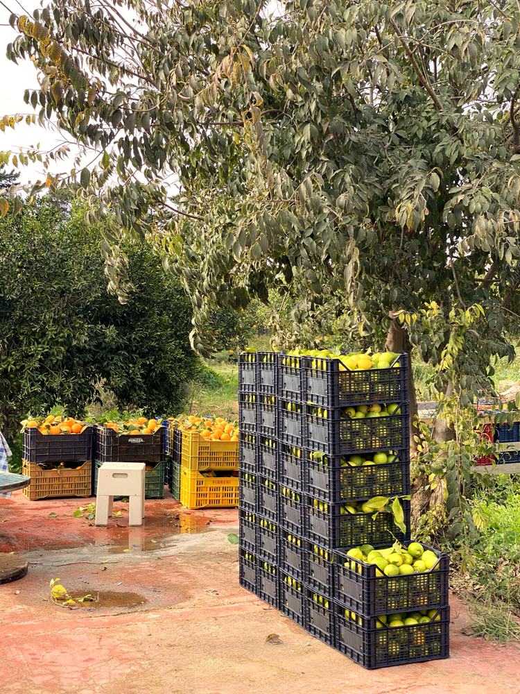 Stacked boxes of freshly harvested fruit under a tree