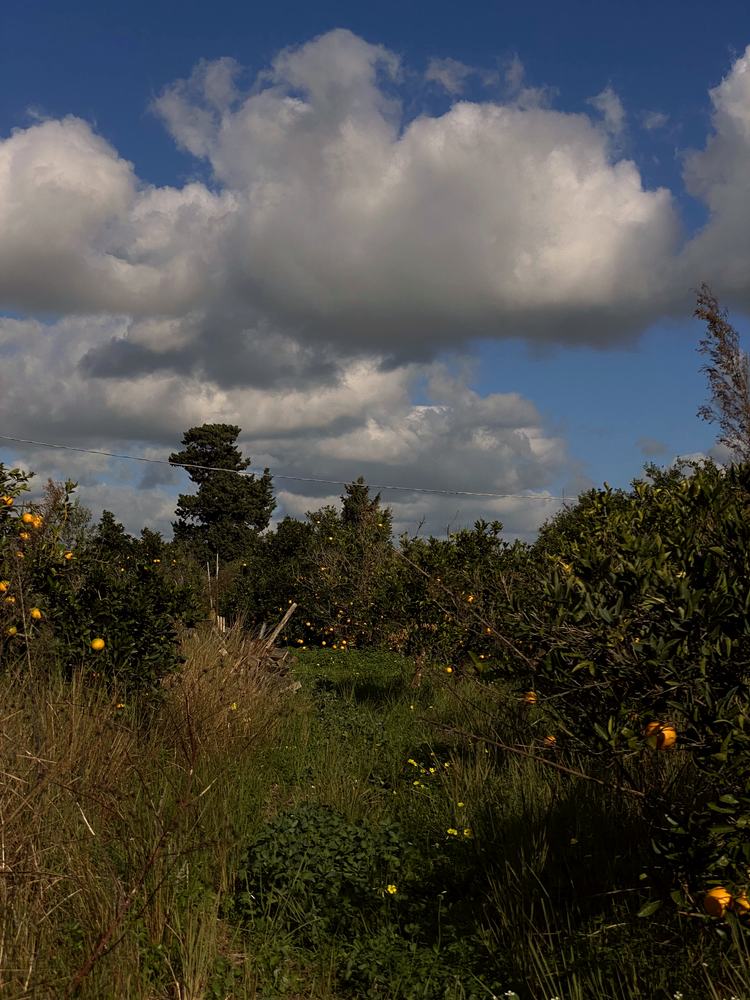 Wide sky above the citrus grove at Casa del Gelso