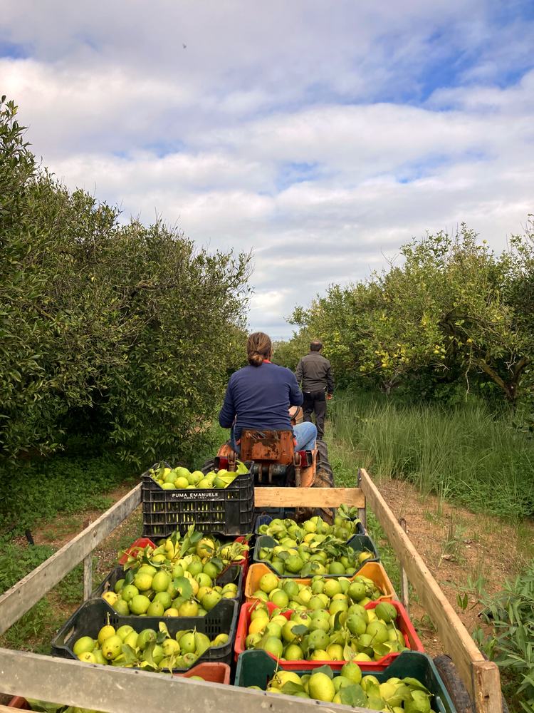 Trasporto dei frutti appena raccolti attraverso l'agrumeto