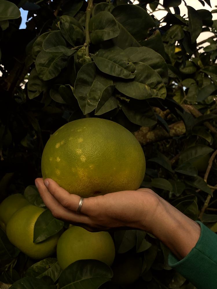 Una mano tiene un pompelmo maturo sull'albero